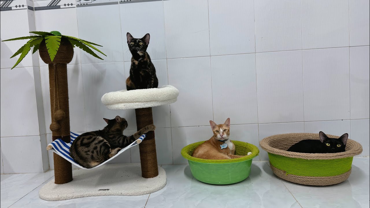 Sự tích những loài cây