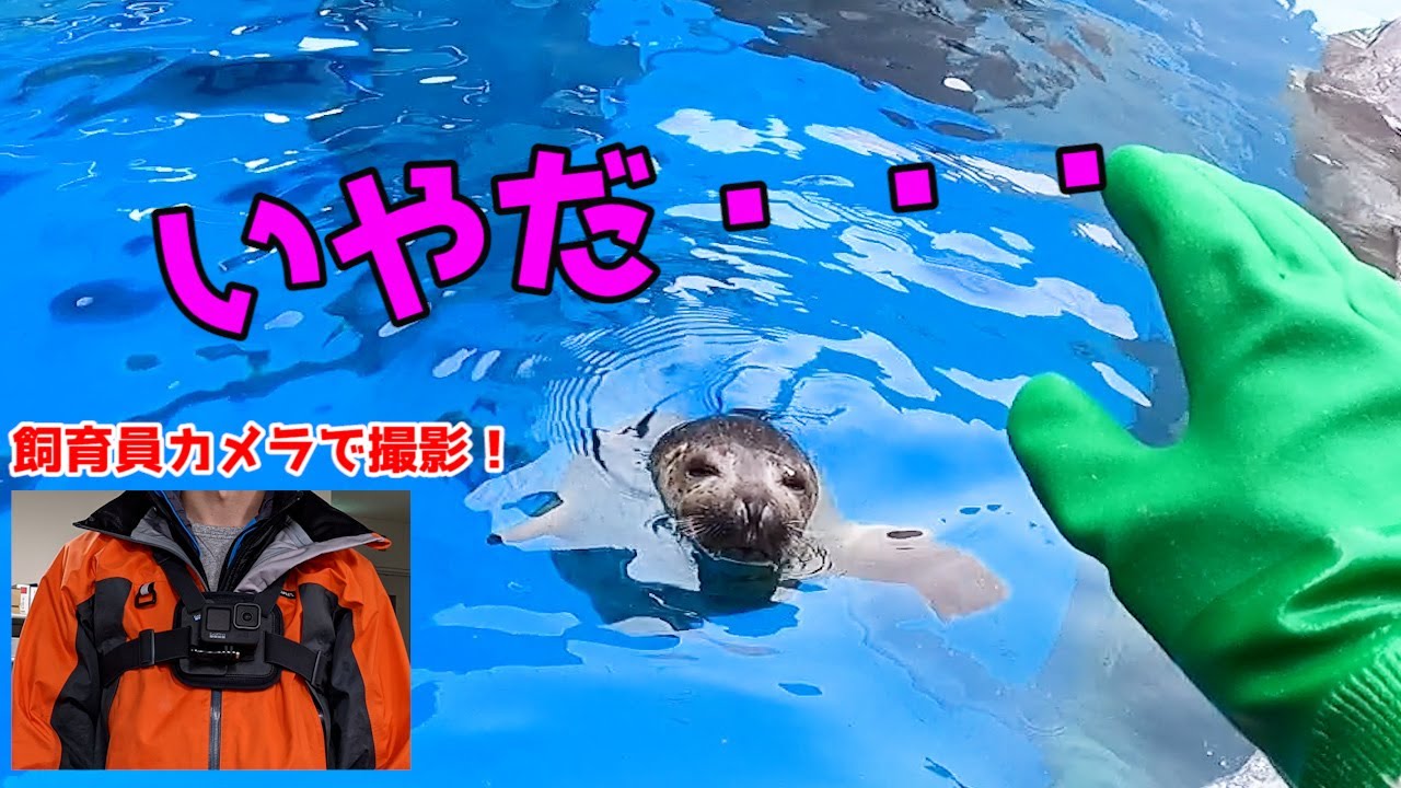【飼育員カメラ】体重測定をやりたくないアザラシ