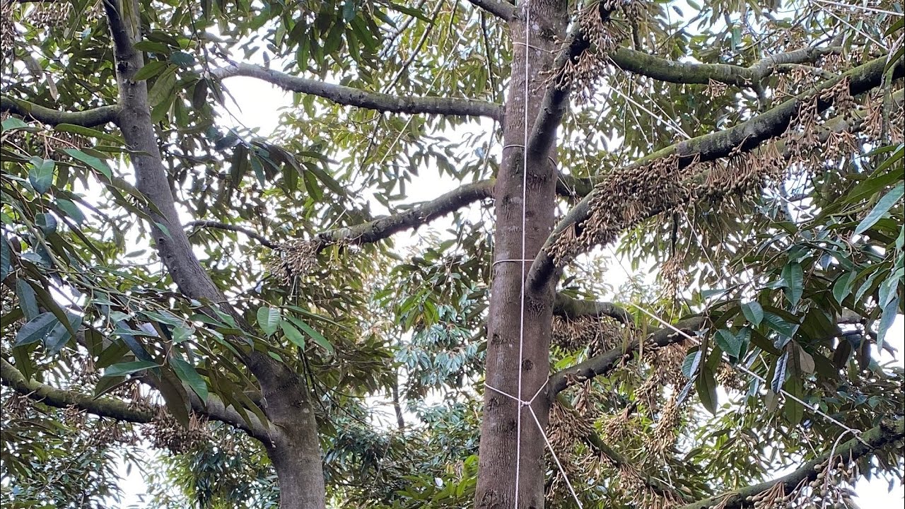 Riview đi tưới nước 