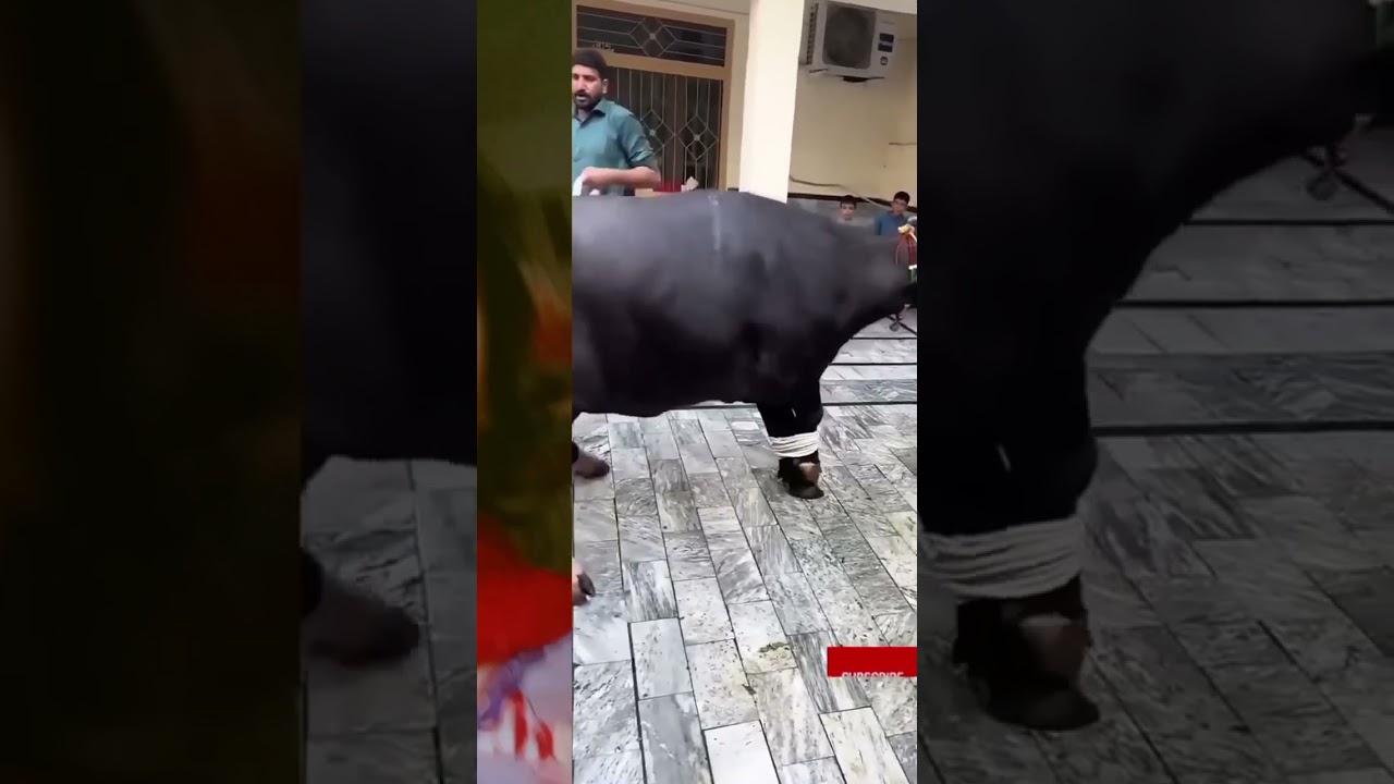 6 June 2025Angry Big Bull 😲| Qurbani 2025#shorts #viral #trending#cow #comedy #cowvideos #cowboys