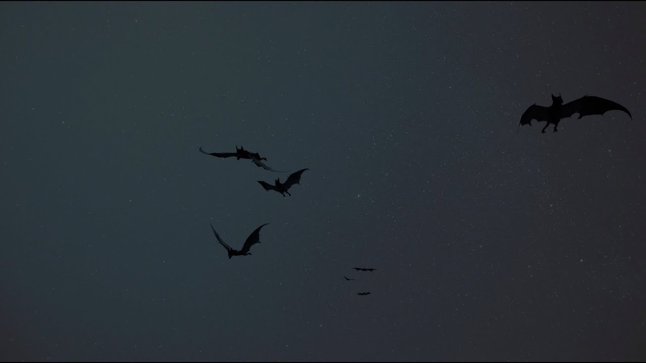 Mexican Free-tailed Bats
