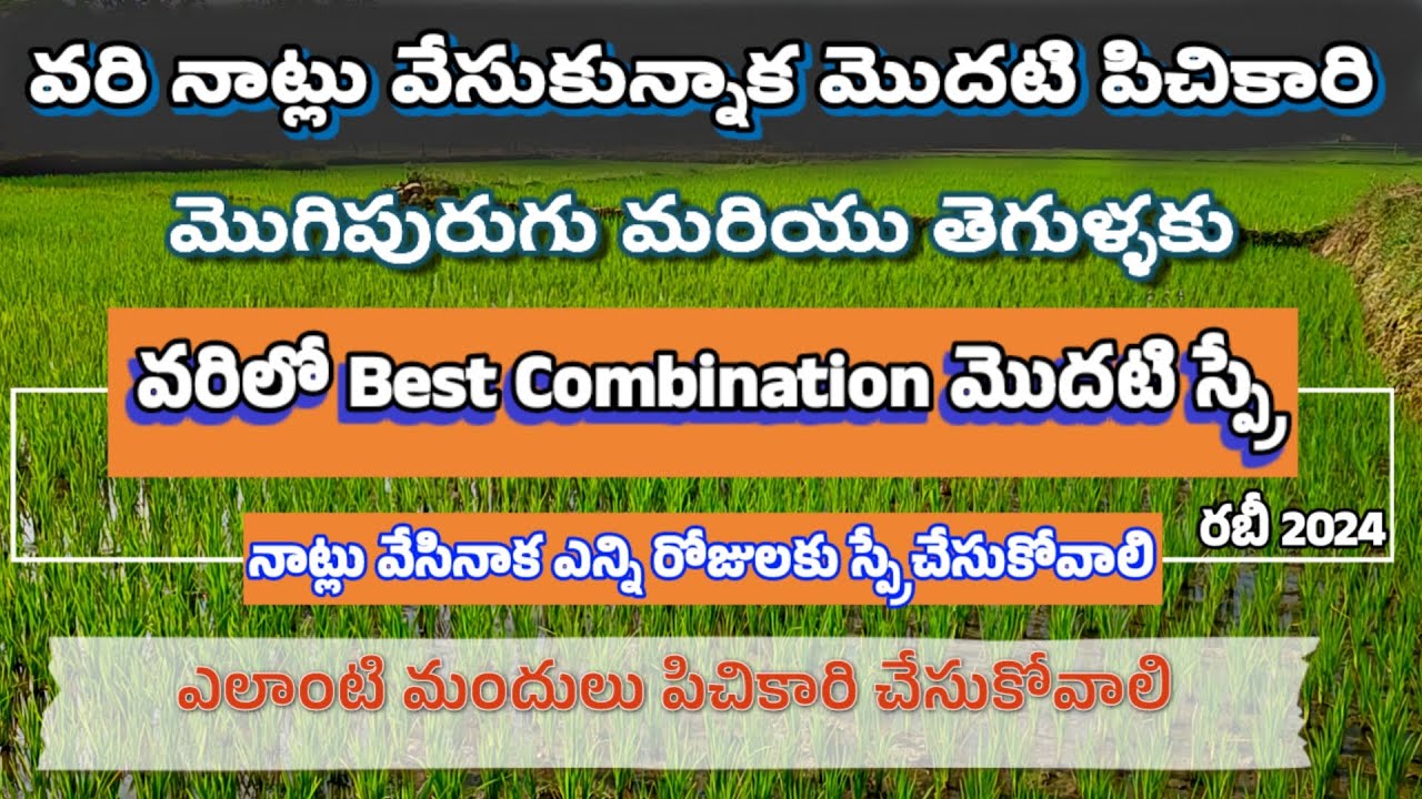 నాట్లు వేసుకున్నాక వరిలో మొదటి స్ప్రే|1st spray in paddy|Best 1st spray for paddy
