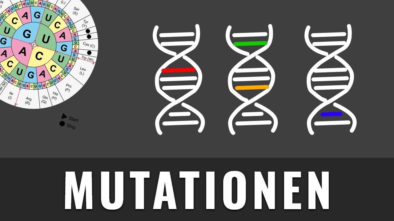 Mutationsarten | Genmutation, Genommutation, Chromosomenmutation | Biologie kurz erkl&auml;rt