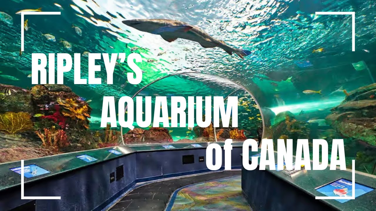 CN Tower | Ripley's Aquarium of Canada trip | theMountainFam