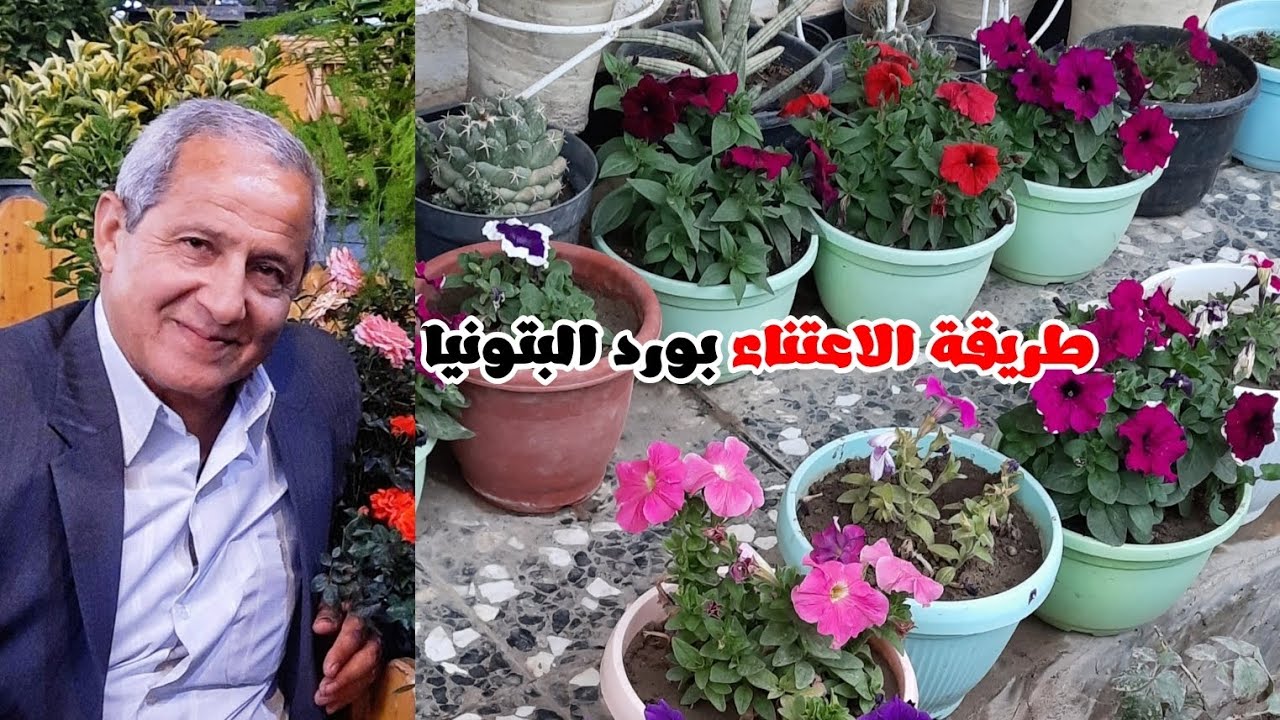 متى نزرع ورد البتونيا When to plant petunias؟