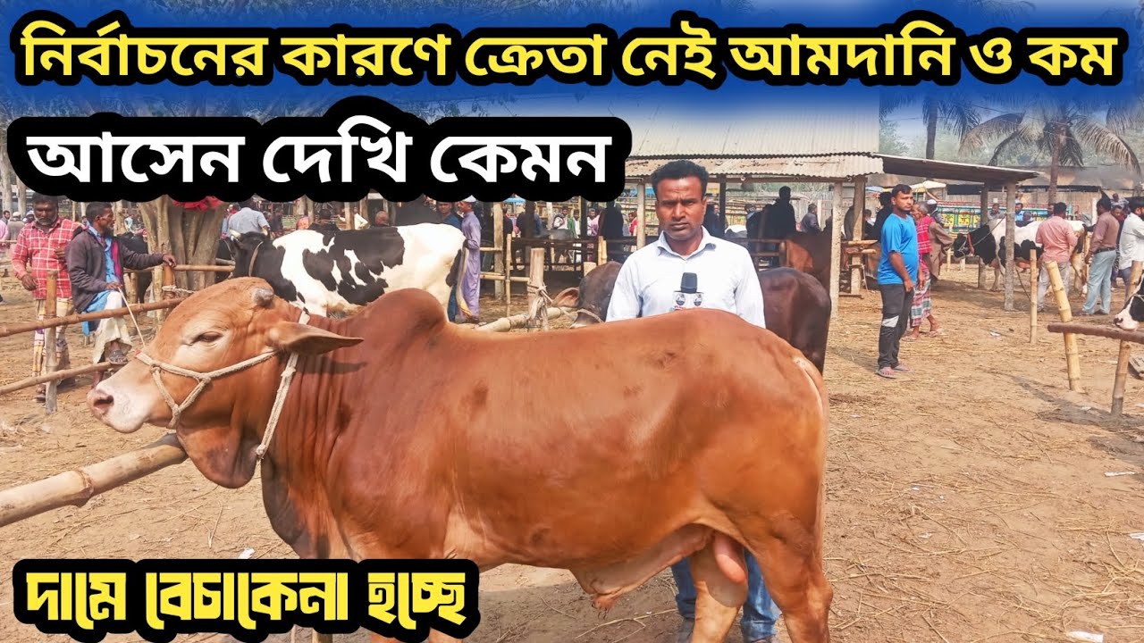 ১১/২/২৬| বড়বাড়ী হাটে নির্বাচনের কারণে ভাঙ্গা হাট চলেন একটু ঘুরে ঘুরে দেখি কেমন দামে বেচাকেনা হচ্ছে!