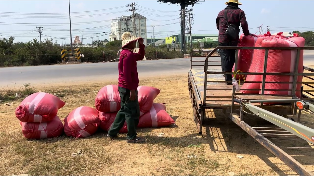 Today my husband went to harvest rice with my brother in the field.