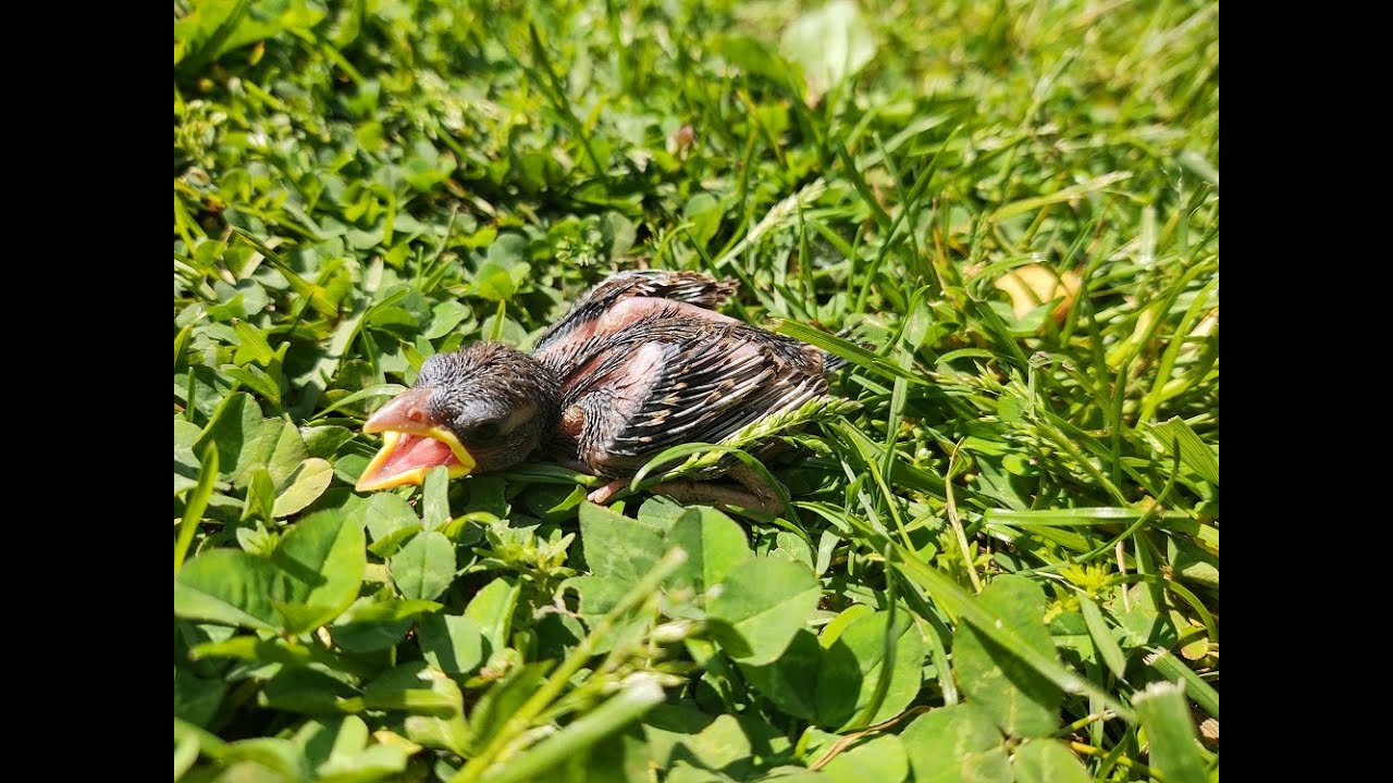 Rescuing and Raising a Baby Sparrow!! The Story of Pichio!