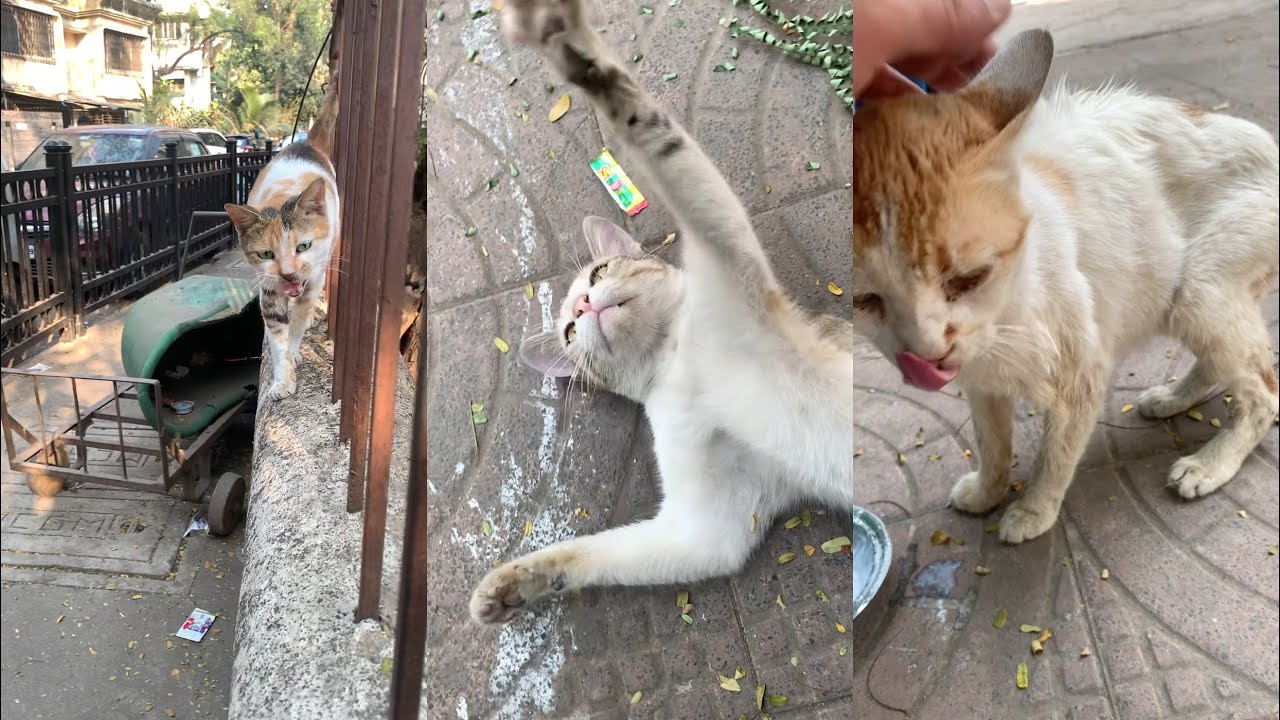 Morning evening highlights ❤️ Kittu’s Mom 🐈 Scooter Billa 🐱 Chachaji Billa 🐈 