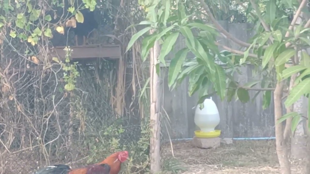 ทวนไก่เชิงพนัส