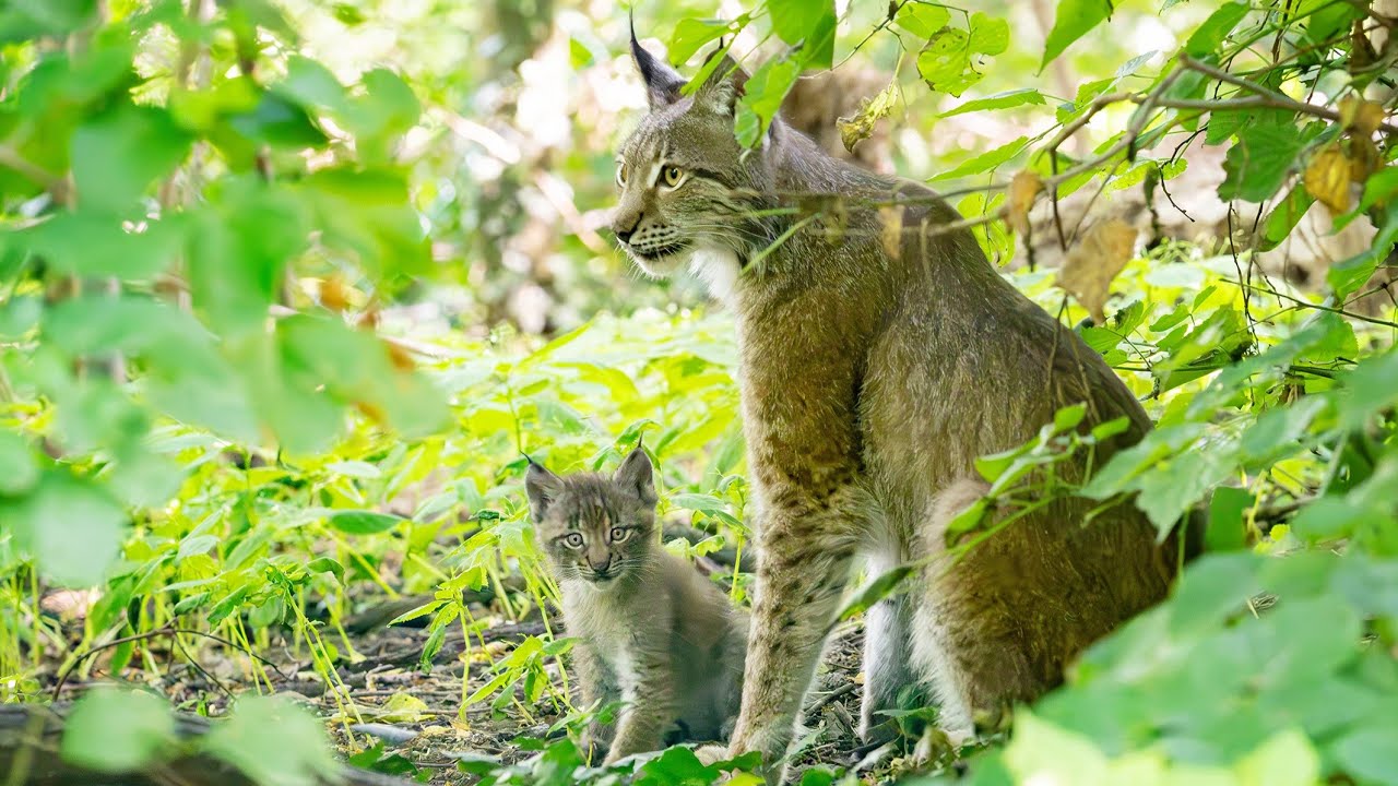 Luchs-Drillinge im Tiergarten Sch&ouml;nbrunn geboren