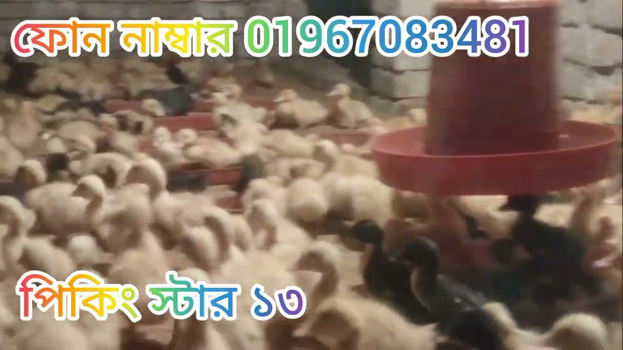 অরজিনাল পিকিং স্টার 13 আট দিন বয়স