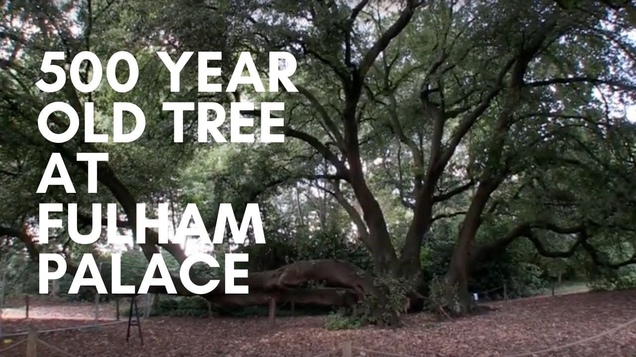 500 year-old Holm Oak tree at Fulham Palace, London