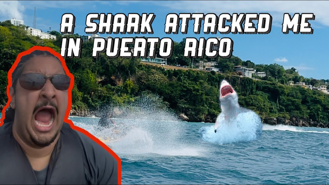 I ALMSOT FELL IN THE OCEAN WITH THE SHARK / KODASTEVEN