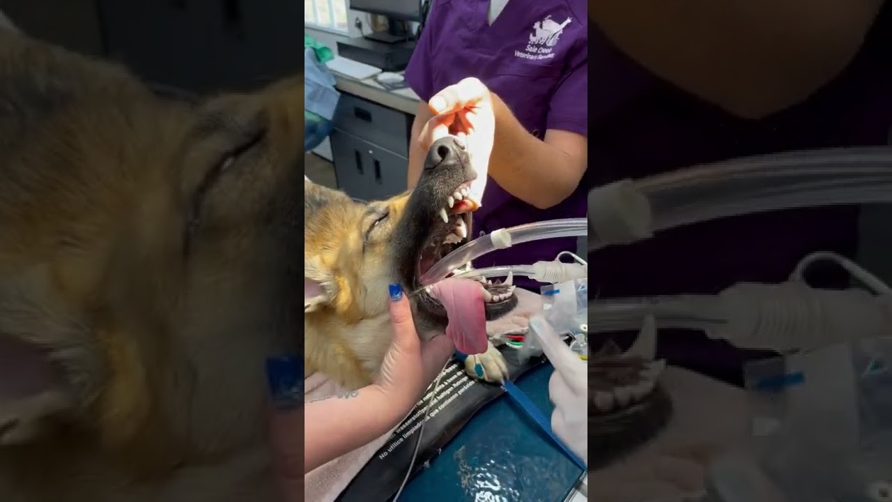 Penn Foster externship 1, Skill 13