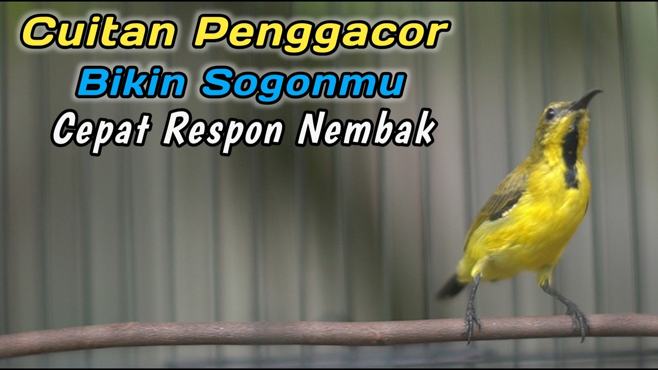 PANCINGAN EMOSI SOGON AGAR CEPAT IKUTAN NEMBAK‼️CUIT CUIT CERR BIKIN SOGONMU RESPON GACOR EMOSI