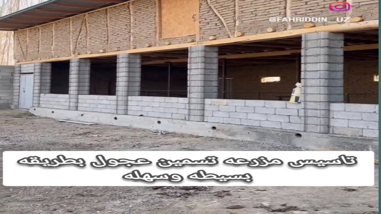 تاسيس مزرعة عجول بطريقة بسيطة وسهلة