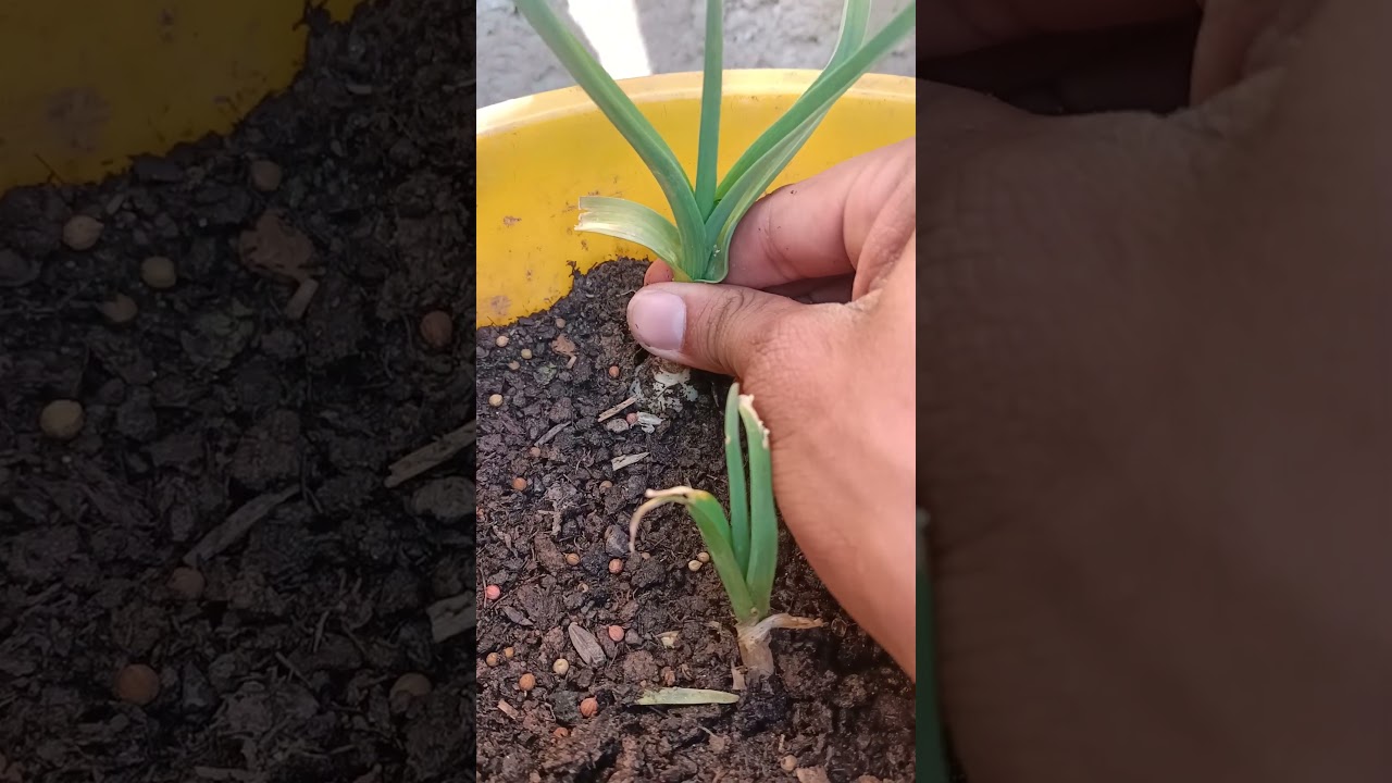 Pulling garlic #farming #short