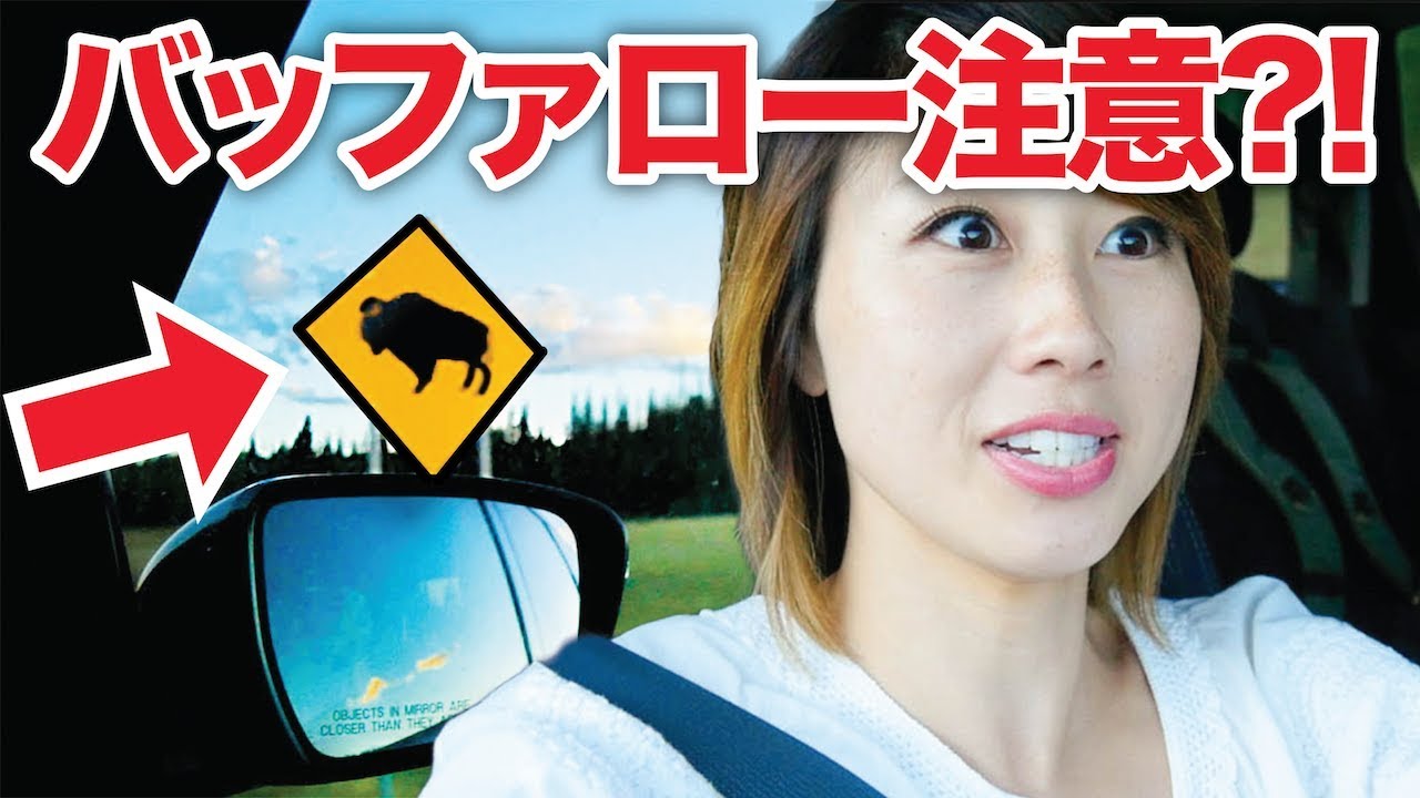 バッファローすら出てきちゃうアメリカの田舎道！グランド・キャニオンまでの移動！〔#656〕【🇺🇸横断の旅 57】