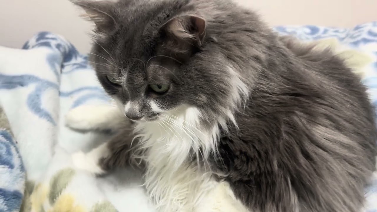 ありえんかわいいうちの猫 見て