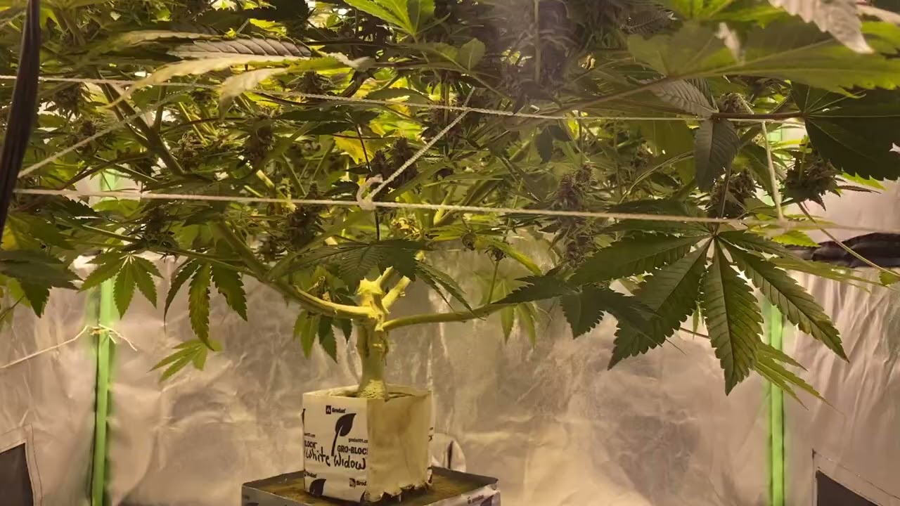 Day 49 flower White Widow