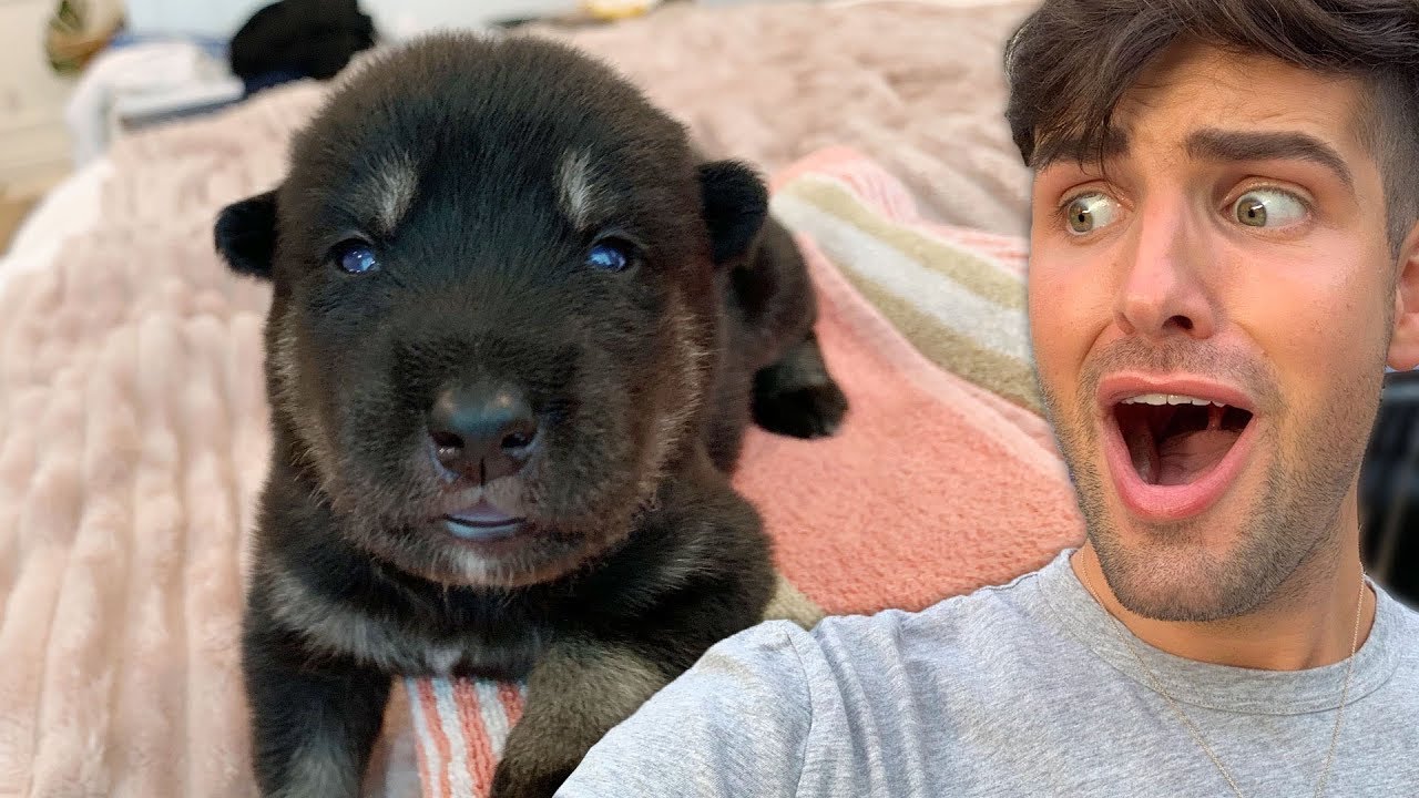 1 Week old Husky Puppies WALK and Open Eyes!