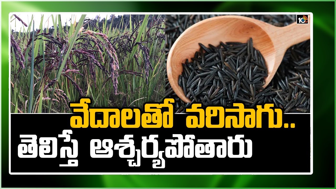 వేదాలతో  వరిసాగు.. తెలిస్తే  ఆశ్చర్యపోతారు | Black Rice Cultivation | Matti Manishi | 10TV News