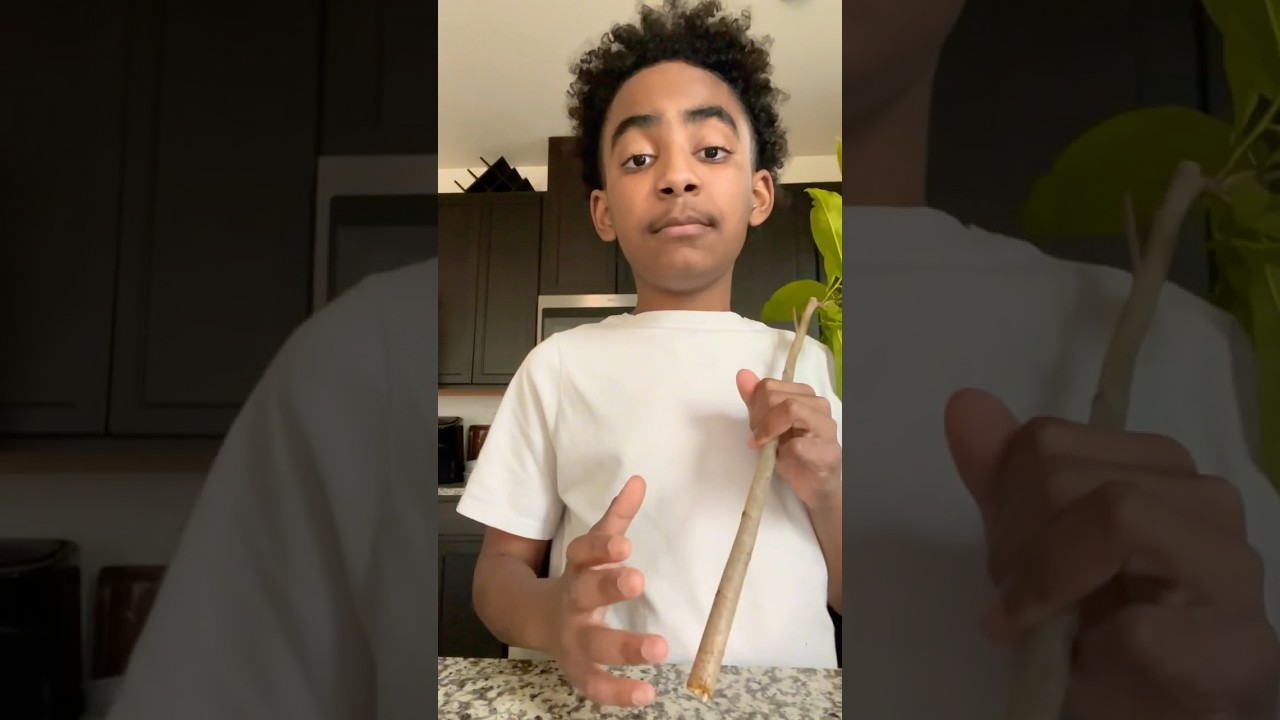 Propagating Soursop Cuttings