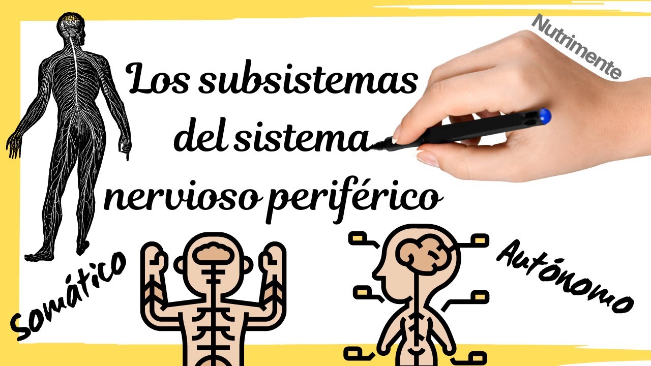 Los subsistemas SOMÁTICO y AUTÓNOMO  [Control voluntario e involuntario]