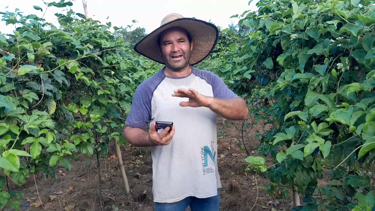 ¿Cada cuantos dias se debe fumigar las plantas de maracuyá  para control de trips, mosca,y minador?