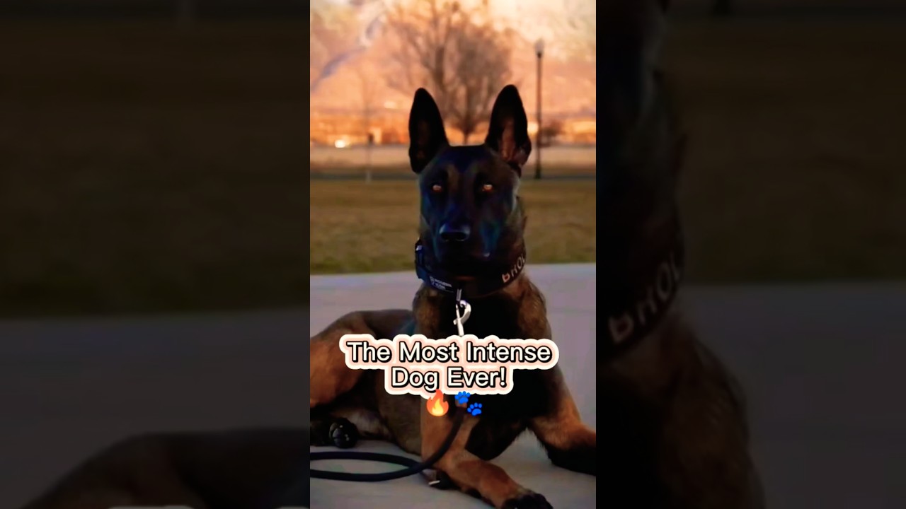 🐕 Discover the Belgian Malinois: The Dog You&rsquo;ll Never Forget ❤️💥 #dog #dogs #shorts #funny