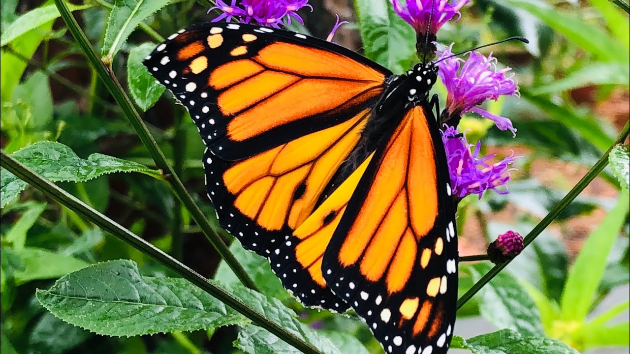Where did my Caterpillars go? | Raising Monarchs to Solve the Mystery