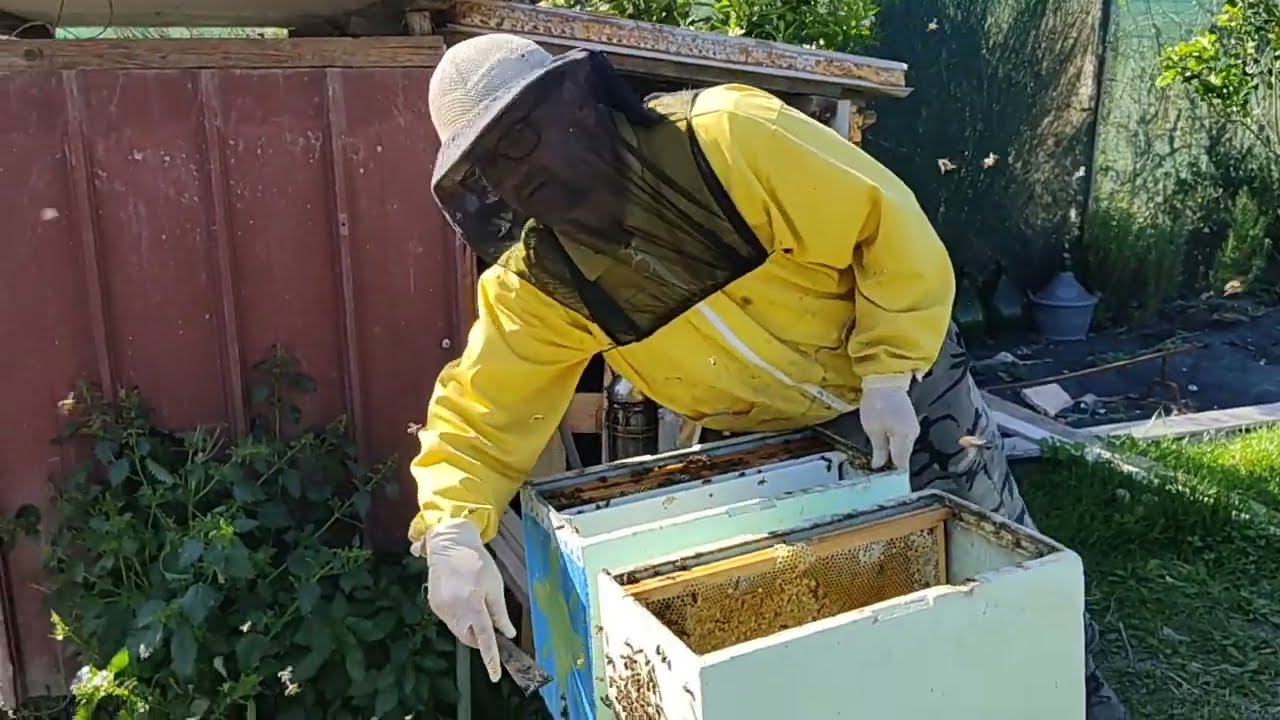 Tecnica per recuperare una famiglia fucaiola o ovificatrice