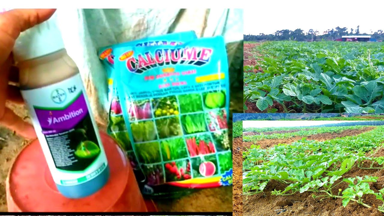 LUAR BIASA TERNYATA INI FUNGSI AMBITION & CALCIUM BORON UNTUK SEMANGKA