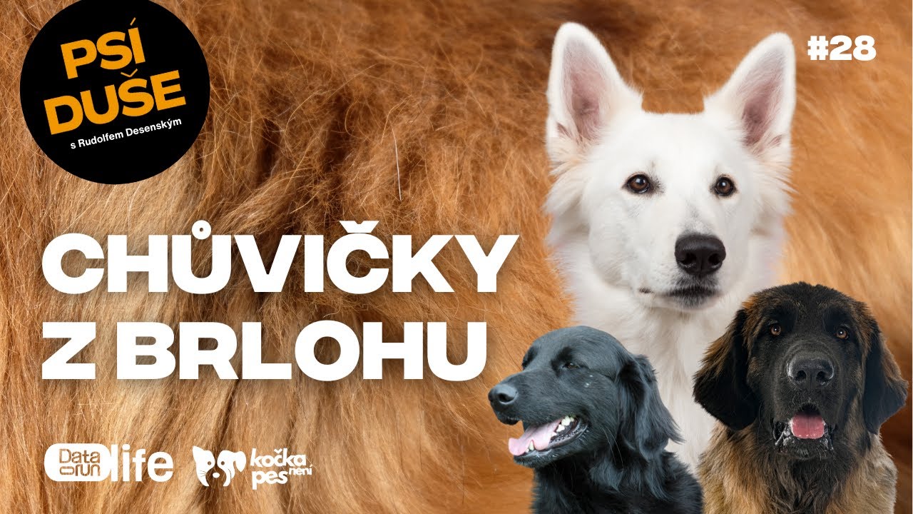 Takhle vypadá skutečný psí tým. Poznejte Rudolfovy chůvičky v akci | Psí duše #28