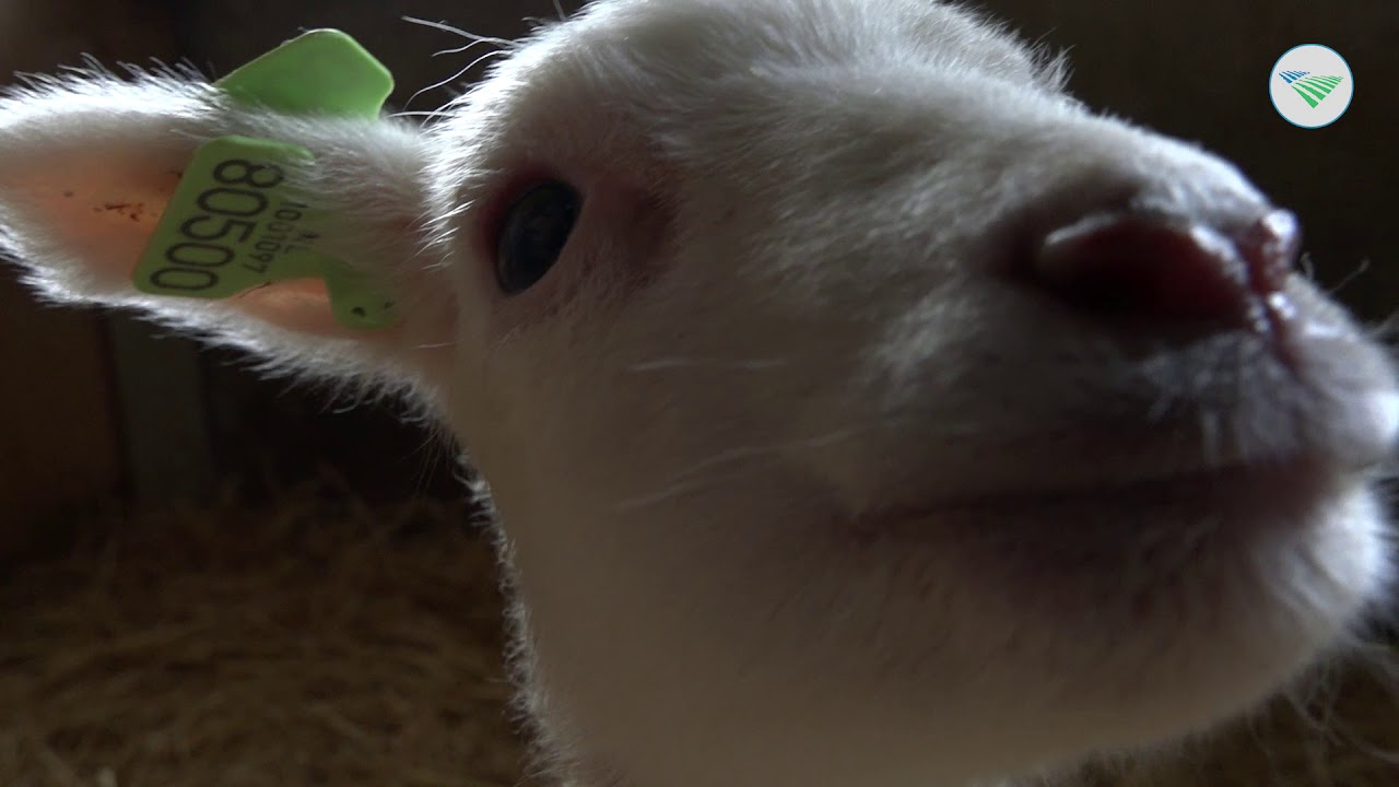 Bij fokkerij 't Makke Schaap is het altijd lente