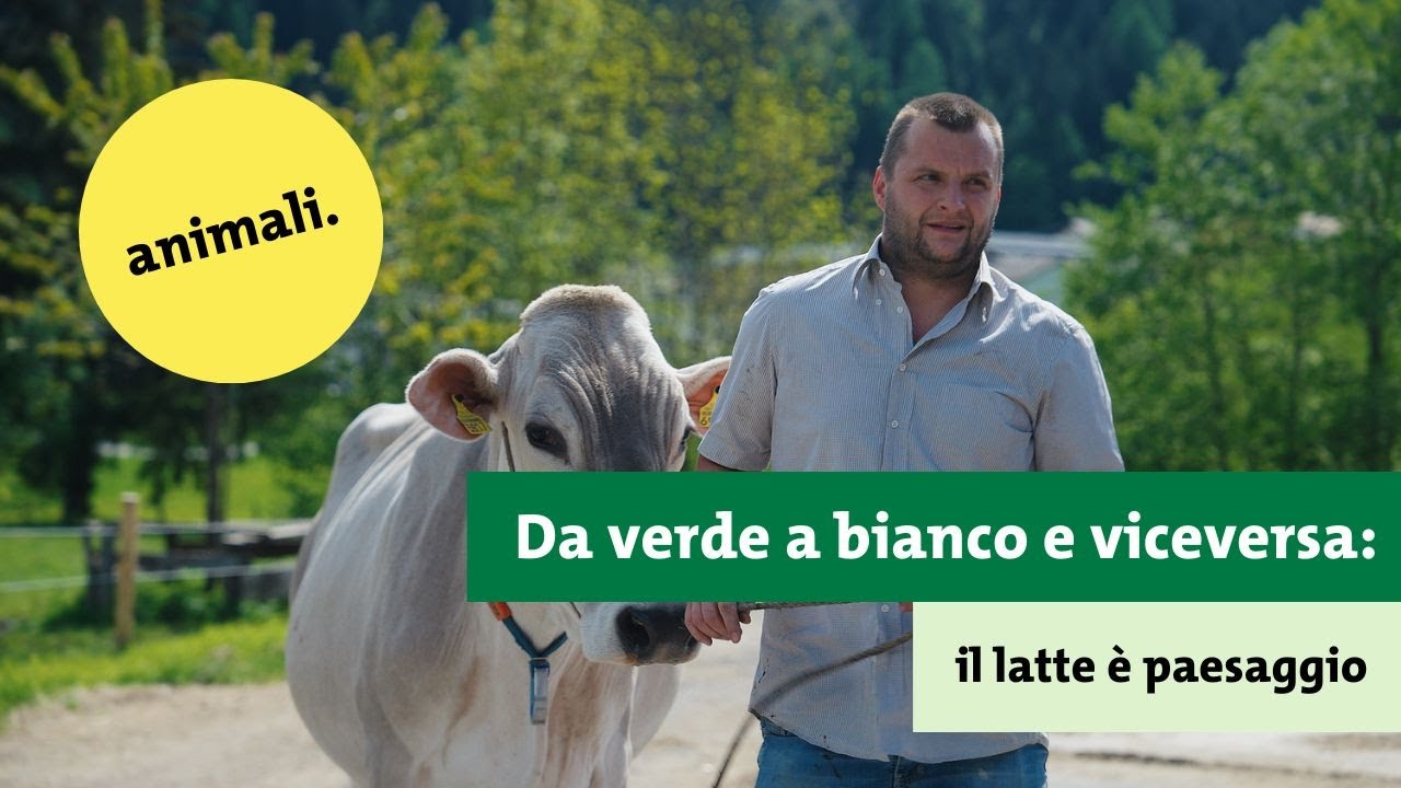 Da verde a bianco e viceversa: il latte è paesaggio