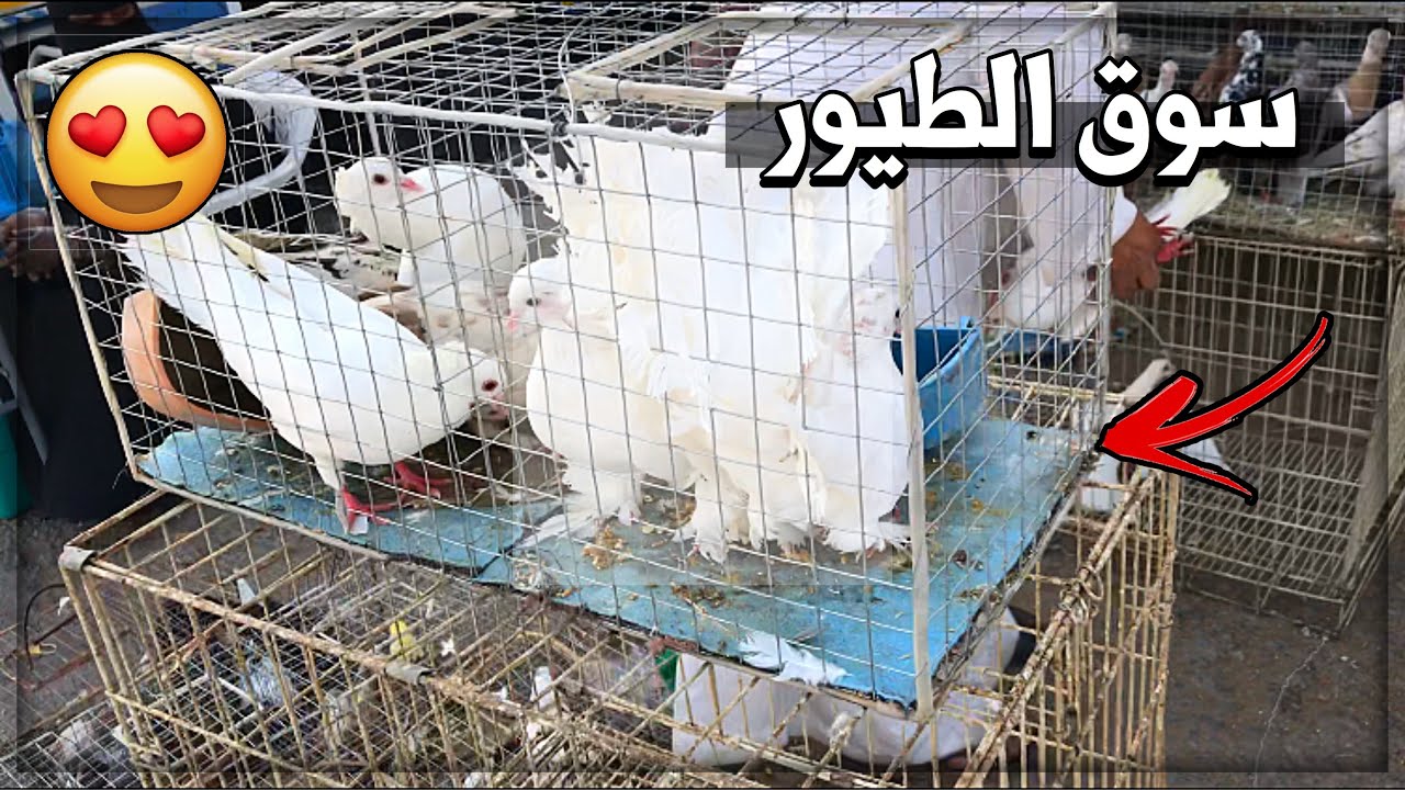 فلوق : جوله في سوق العزيزية للطيور 🕊🔥😍