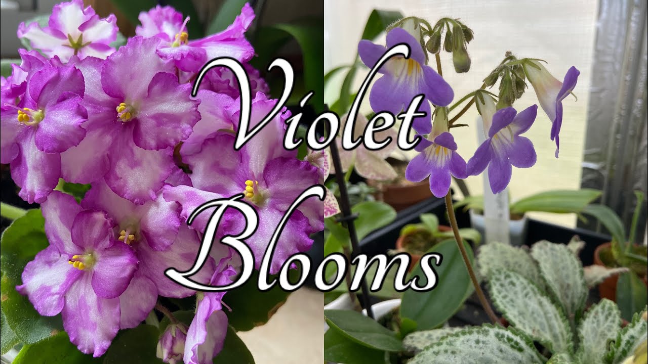 African Violet Bloom Tour