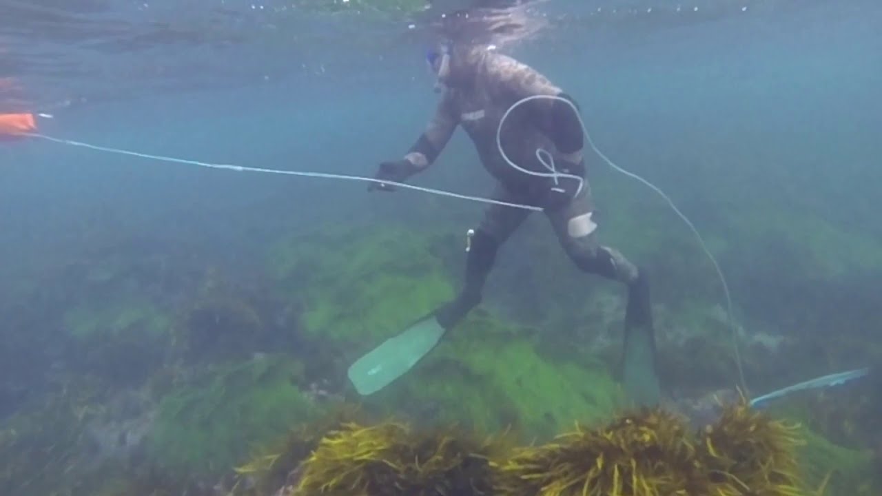 Snorkelling North Norah Head, Cabbage Tree Bay