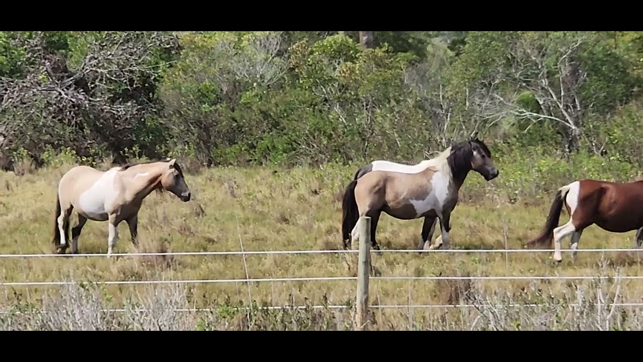 Three wild stallions of Chincoteague