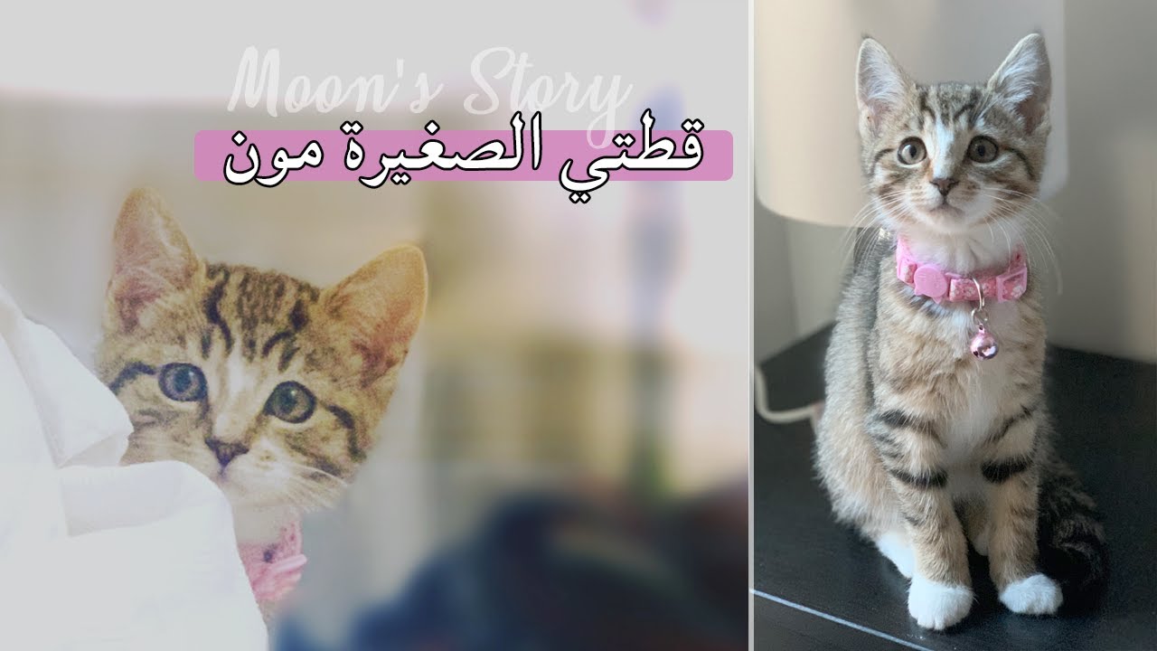 قطوتي الصغيرة مون دخلت لعائلتنا | I GOT A KITTEN | أول مره أربي قطة 💕😻