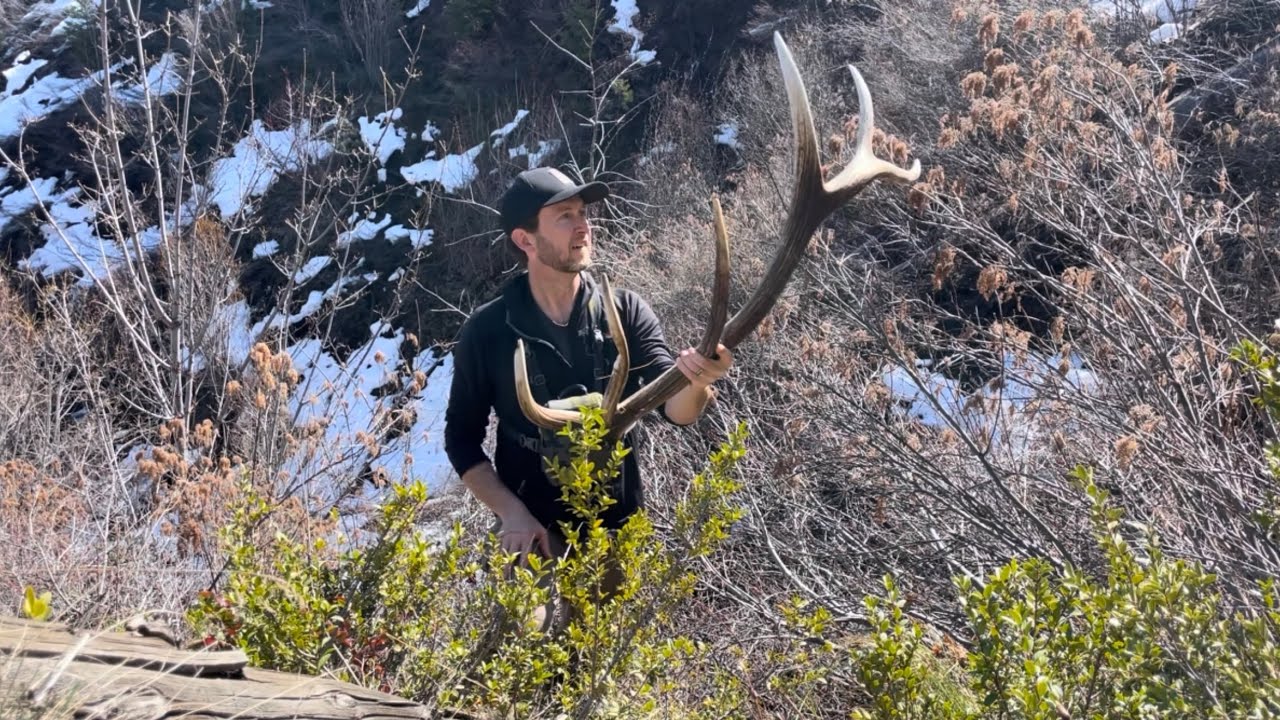 2025 Shed Hunting Highlights;  Mule Deer, Blacktail, and Elk