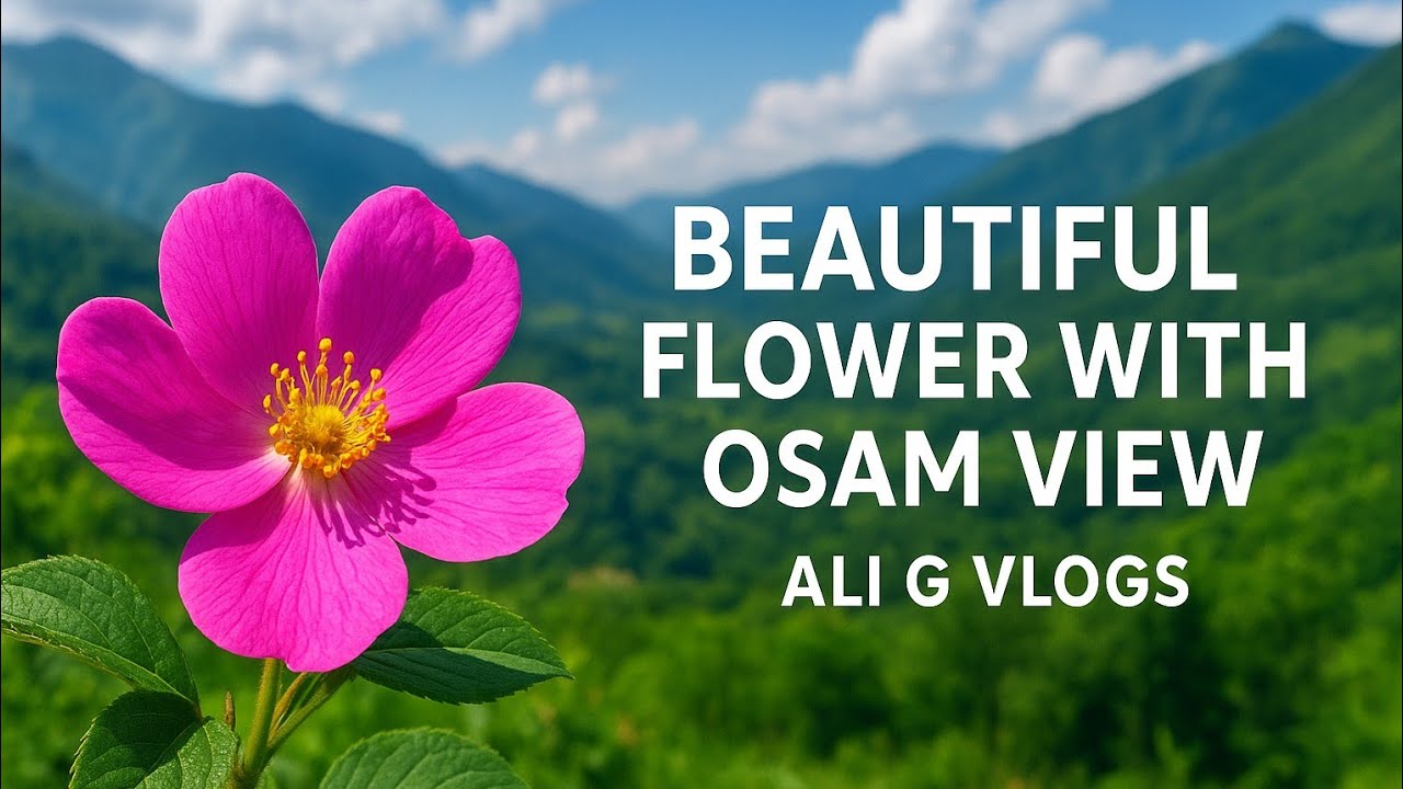 Stunning Flower Close-Up With Amazing Nature | Relaxing Nature Shots | Ali G Vlogs