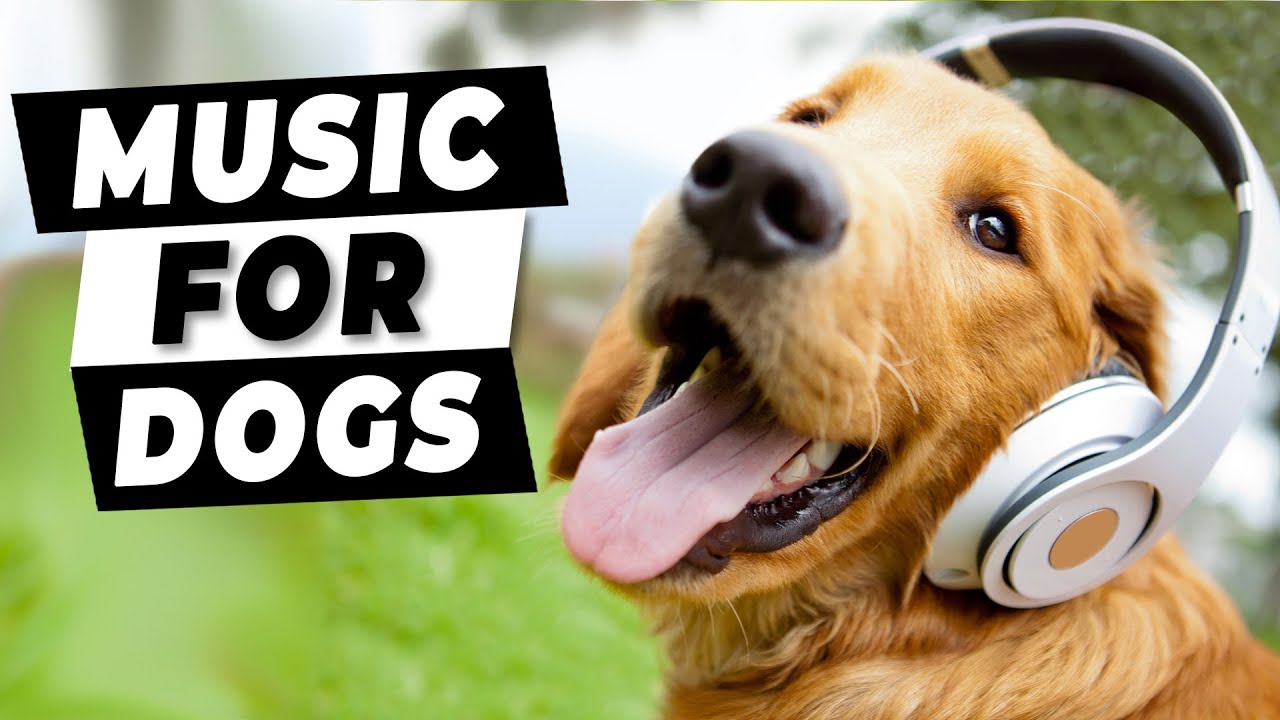 Music For Dogs  - Calming Separation Anxiety Music for Dog Relaxation