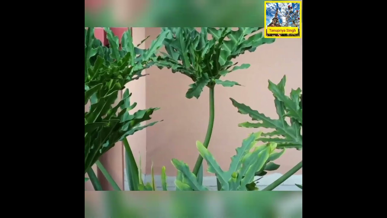 🌟🌿Tree Philodendron!🌿Le Philodendron Selloum!