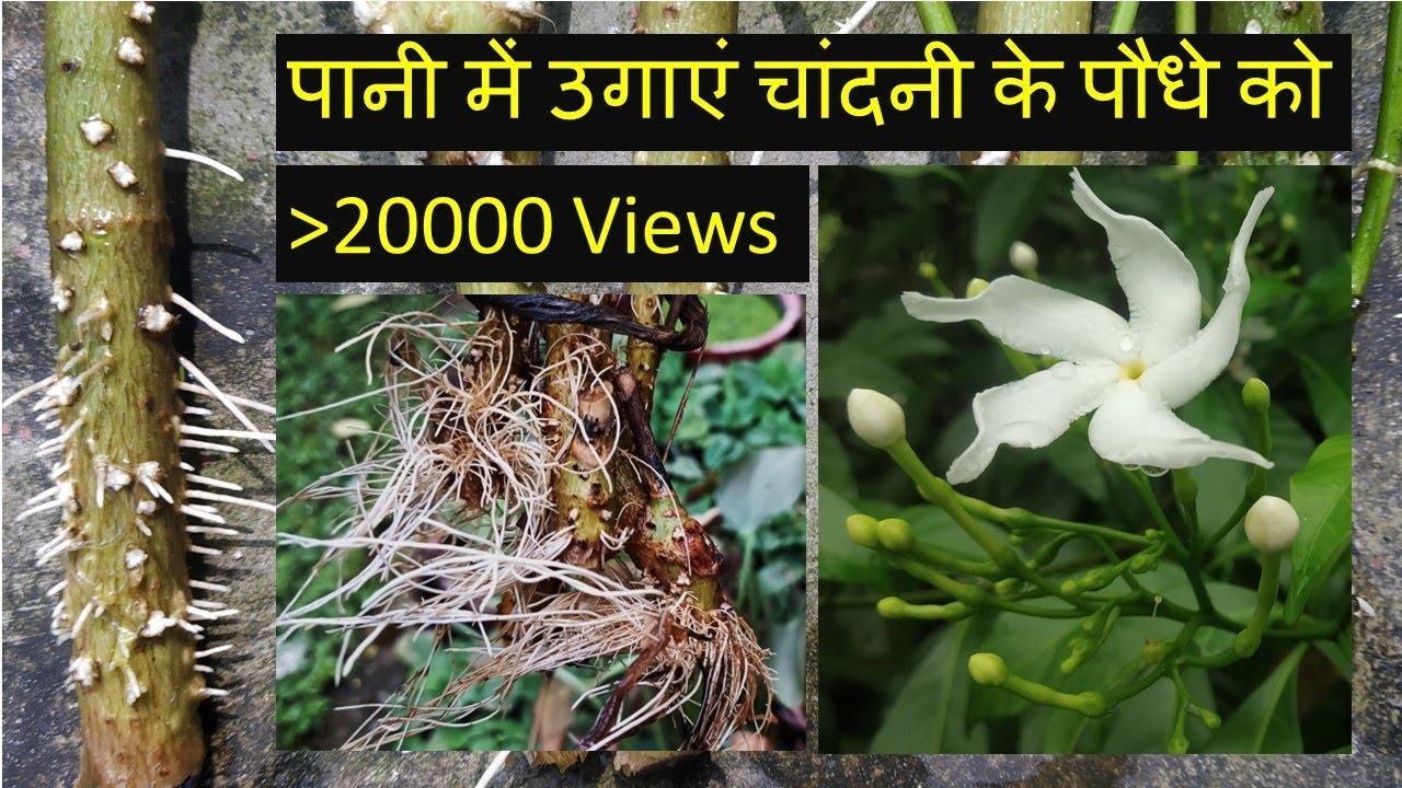 How to grow chandni plant | Chandni ki cutting pani mein kaise lagaen | #chandni