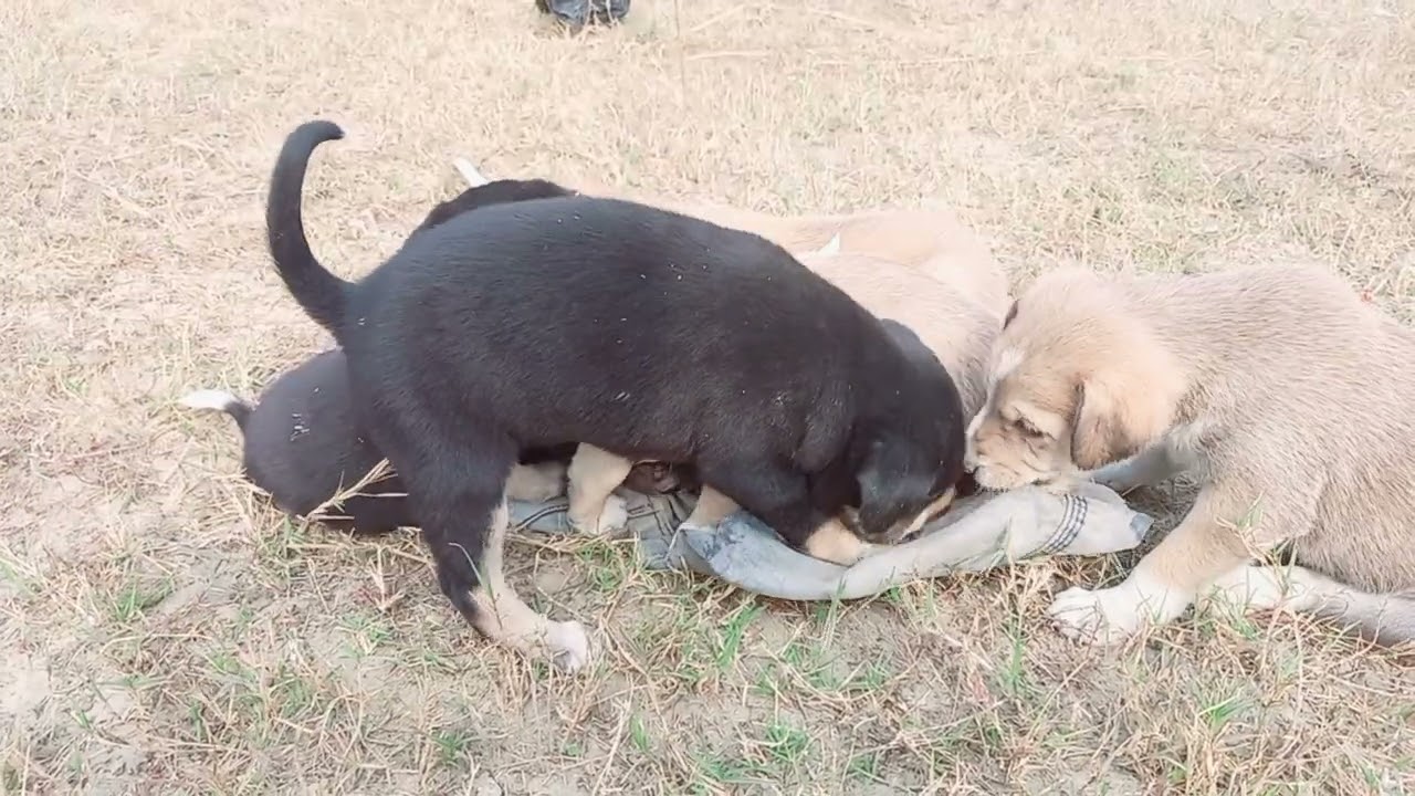 Cute puppy videography