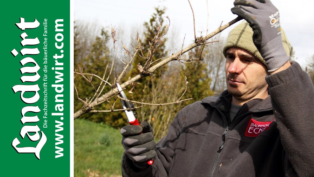 Sträucher schneiden | landwirt.com