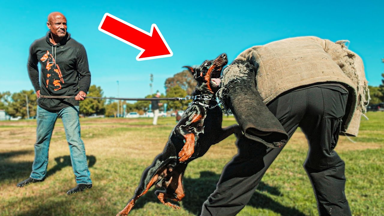 INSANE Doberman Bite Training! The Real reason for having a Doberman! Dog-fathers of dobermans #dog